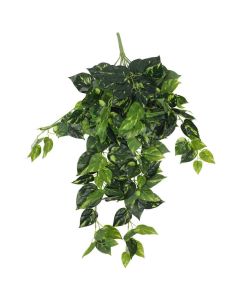 Philodendron Hanging Bush 73cm