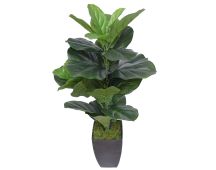 Dense Fiddle Leaf Fig Tree 70cm