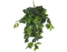 Philodendron Hanging Bush 73cm