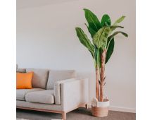 180cm Banana Tree - Artificial Plant, Home Decor Flora